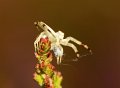 36 gewone kameleonspin Misumena vatia juv m De Hamert_resize